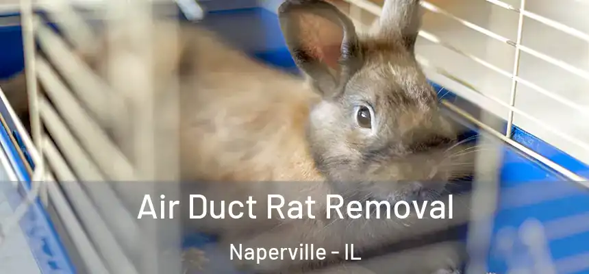 Air Duct Rat Removal Naperville - IL